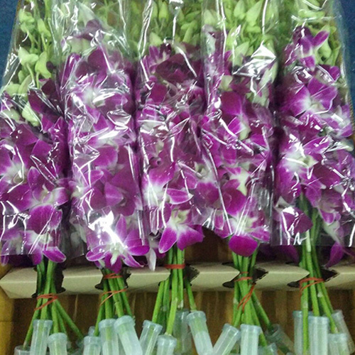 Dendrobium Orchids Flowers