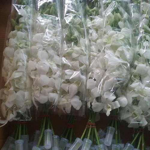 Dendrobium White - Hybrid White Flowers, 40-60 cm Stems | Hand-Picked, Mild Fragrance, Year-Round Availability