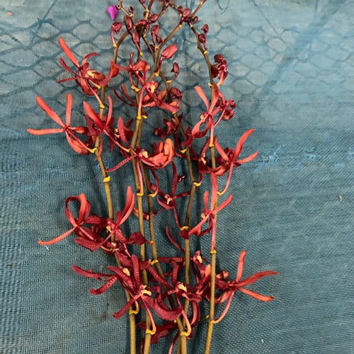 Mokara Orchids Flowers