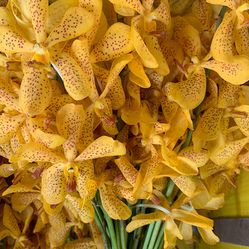 Mokara Orchids Flowers