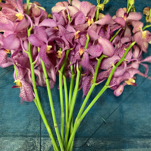 Mokara Orchids Flowers