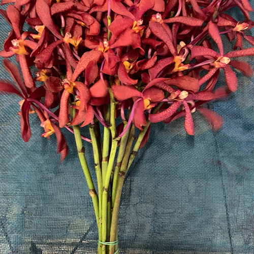 Mokara Orchids Flowers