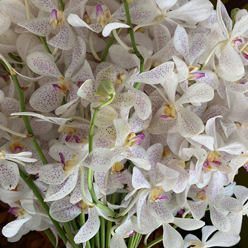 Mokara Orchids Flowers