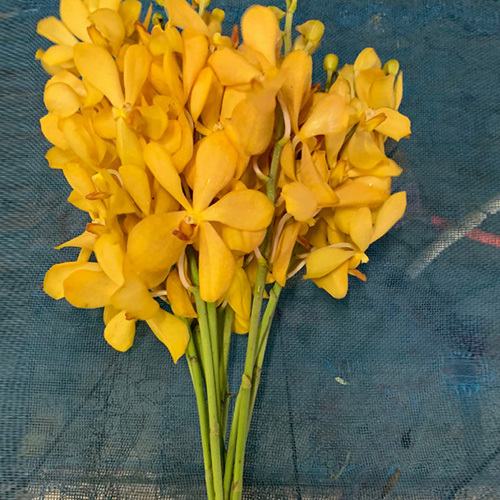 Mokara Orchids Flowers