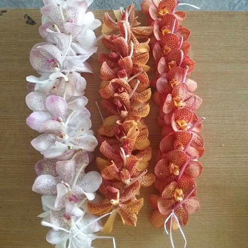 Orchid Garlands Flowers
