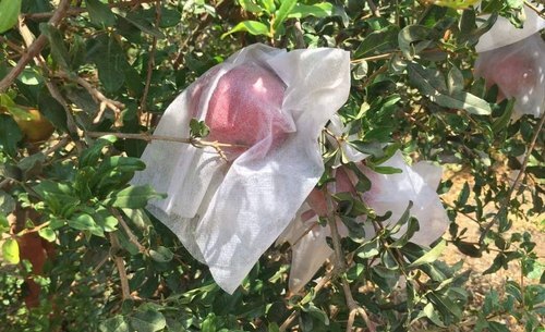 Pomegranate Fruit Protection Covers