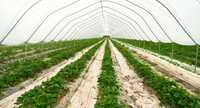 Crop Support Net