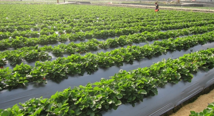 Mulching Film