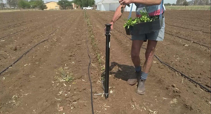 Seedlings Planter