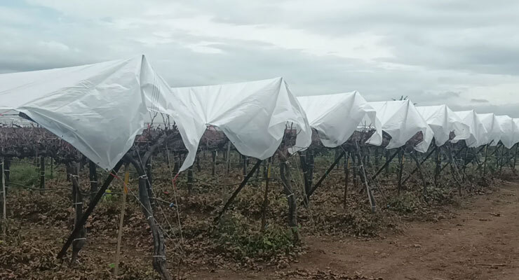 Grape Cover
