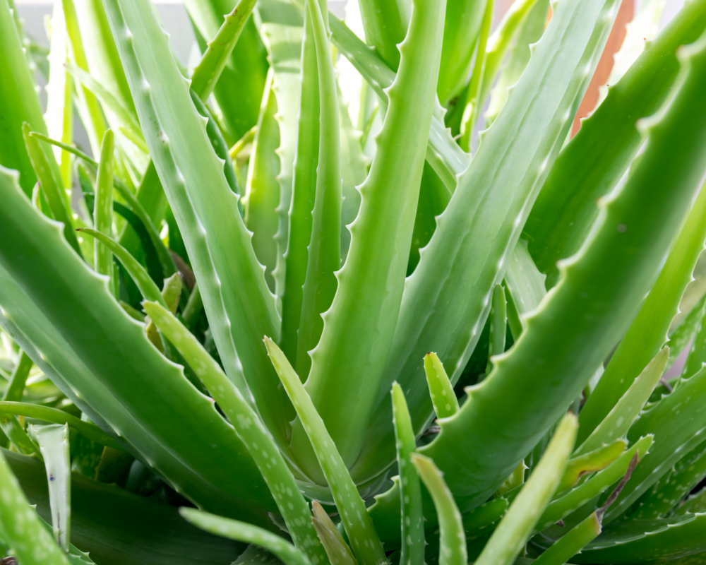ALOE VERA POWDER