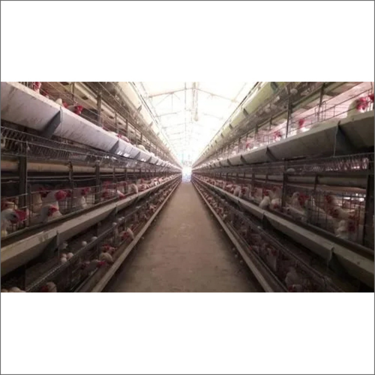 Gi Wire Poultry Cage - Color: Gray