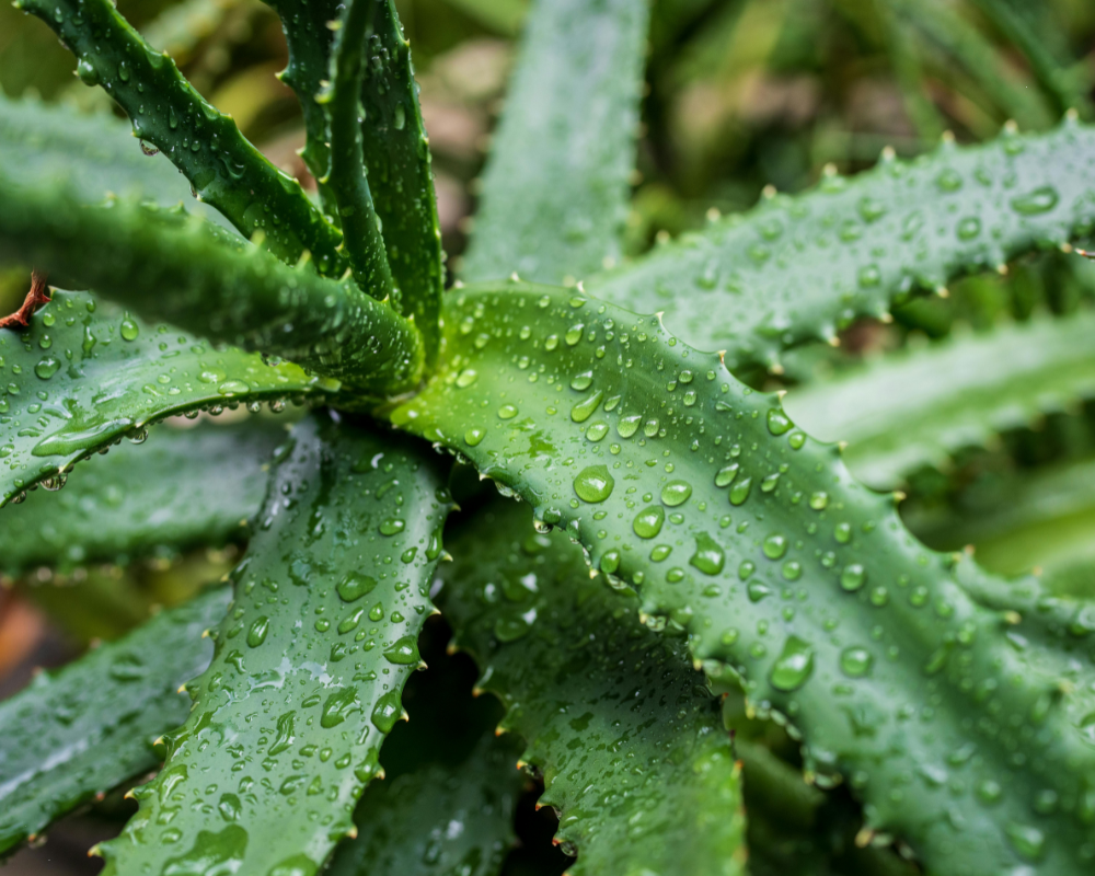 DRY ALOE VERA POWDER