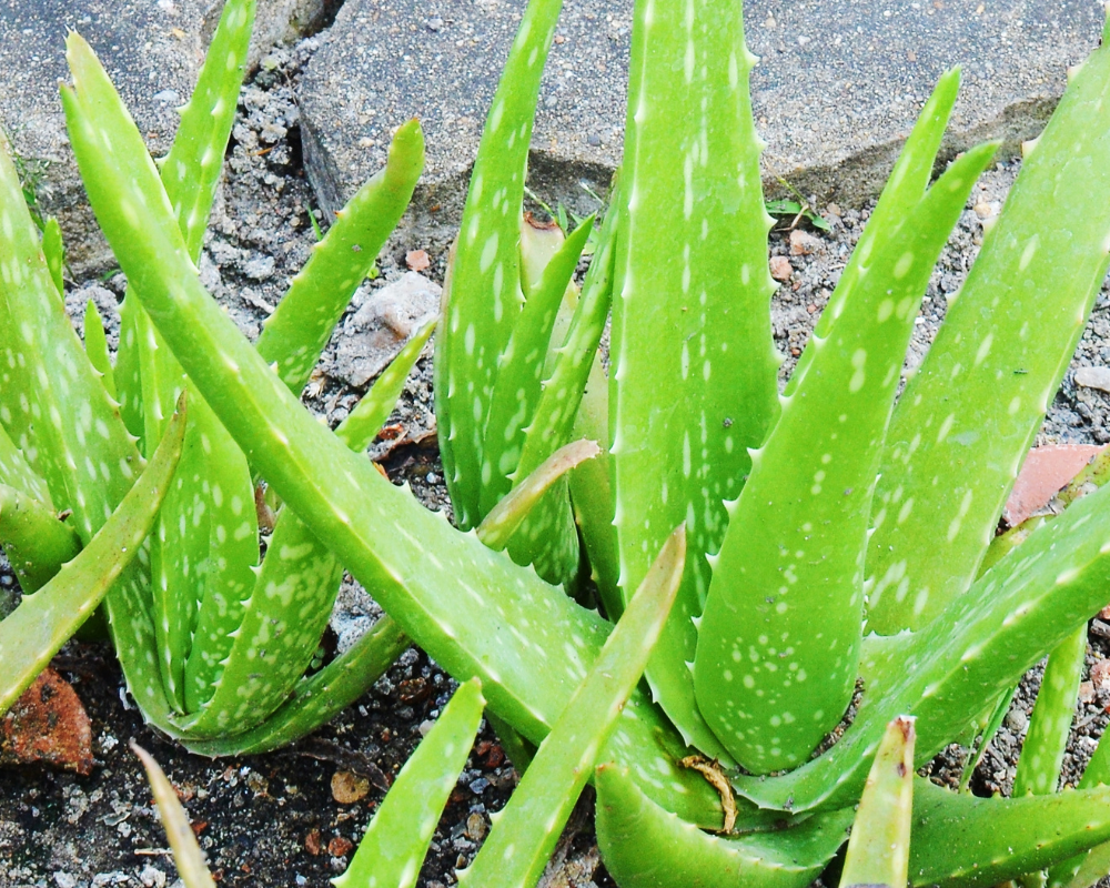 DRY ALOE VERA POWDER