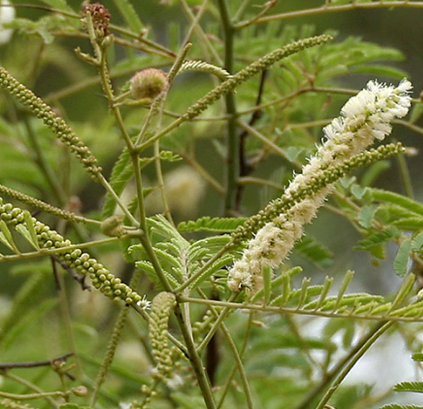 Acacia Catechu Extract - Bark Powder, 25kg, Brown | 99% Purity, Soluble, High Tannin, Natural Colorant