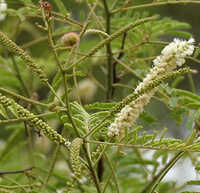 Acacia Catechu Extract - Bark Powder, 25kg, Brown | 99% Purity, Soluble, High Tannin, Natural Colorant