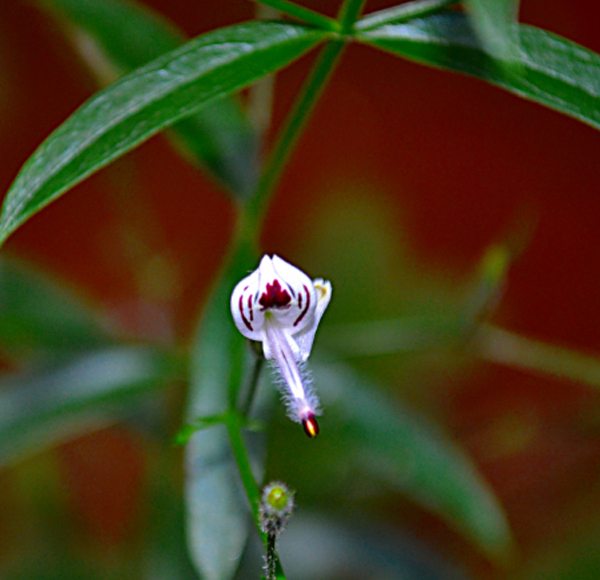 Andrographis Paniculata Extract
