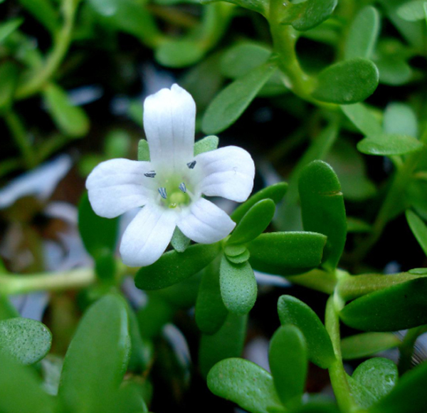 Bacopa Monnieri Extract - Brownish Green Powder, 20%-50% Extract, 99% Purity | Water Soluble, Bacosides Rich, 80 Mesh, Neutral pH