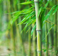 Bamboo Extract
