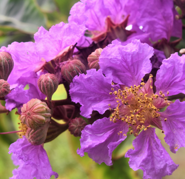 Banaba Extract