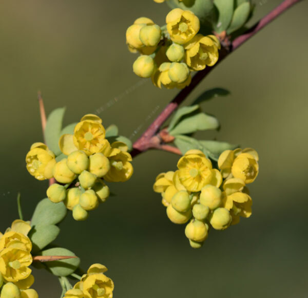 Berberine HCL Extract - Berberis Aristata Root, 97% Purity, Fine Yellow Powder | Antioxidant, Anti-inflammatory, Soluble in Water & Ethanol