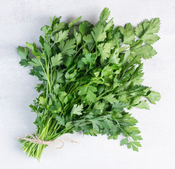 Coriander CO2 Extract Oil