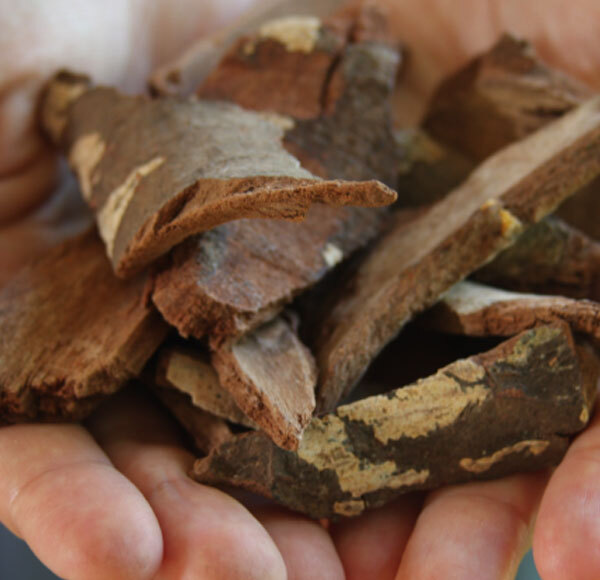 Arjuna Bark Herbs