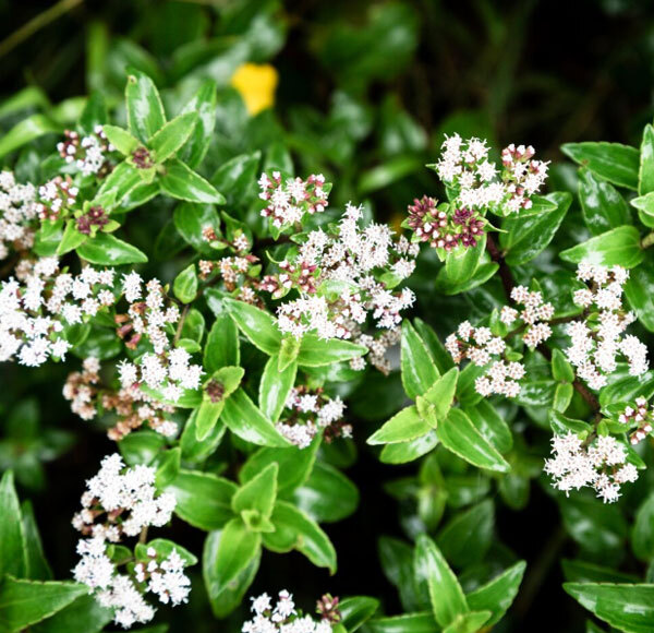 Bhringraj Herbs