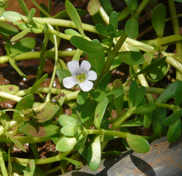Brahmi Herbs