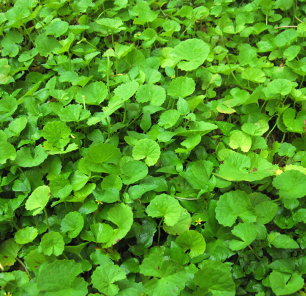 Gotu Kola Herbs