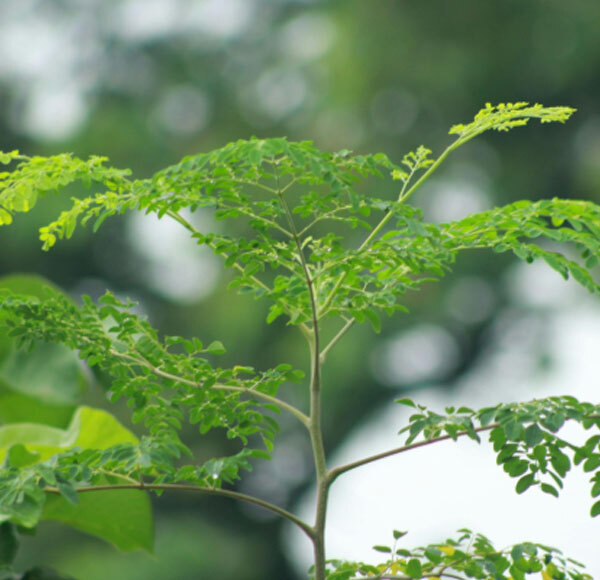 Moringa Herbs - Advantage: Rich In Vitamins