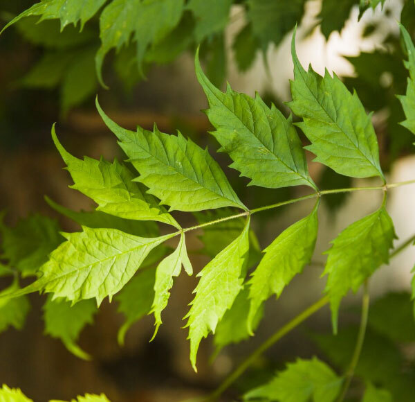 Neem Herbs