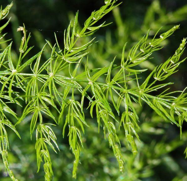 Shatavari Herbs