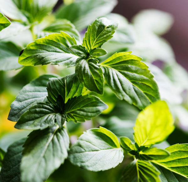 Organic Herbs