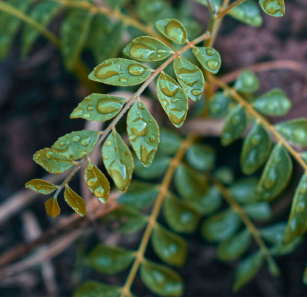 Curry Leaves
