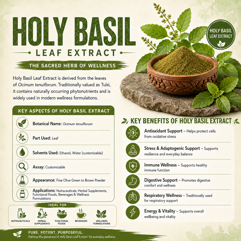 Basil Liquid Extract - Ocimum Basilicum Leaf, Brownish Liquid, 500ml | 99% Pure, Water & Alcohol Soluble, No Additives