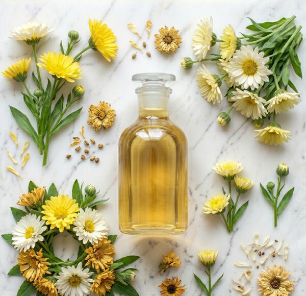 Chrysanthemum Liquid Extract