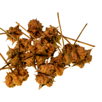 Tribulus Terrestris