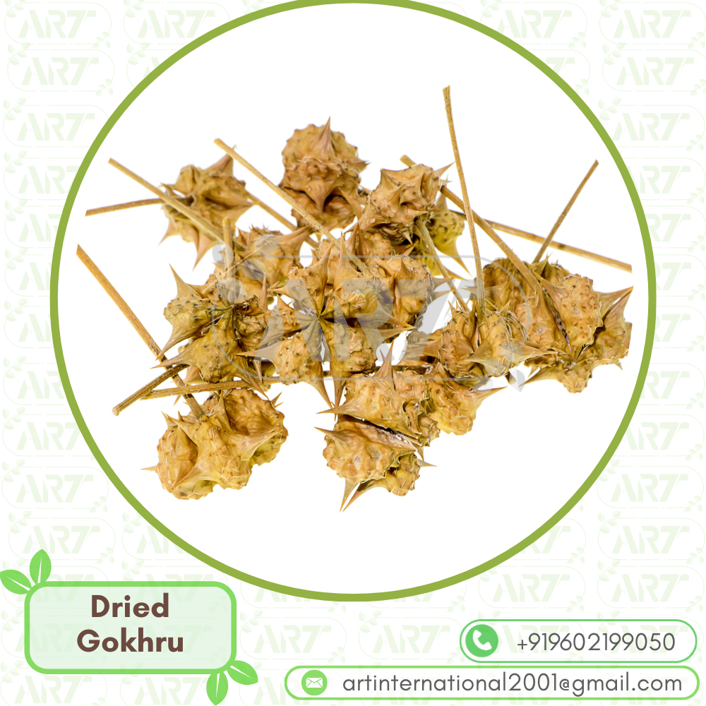 tribulus terrestris