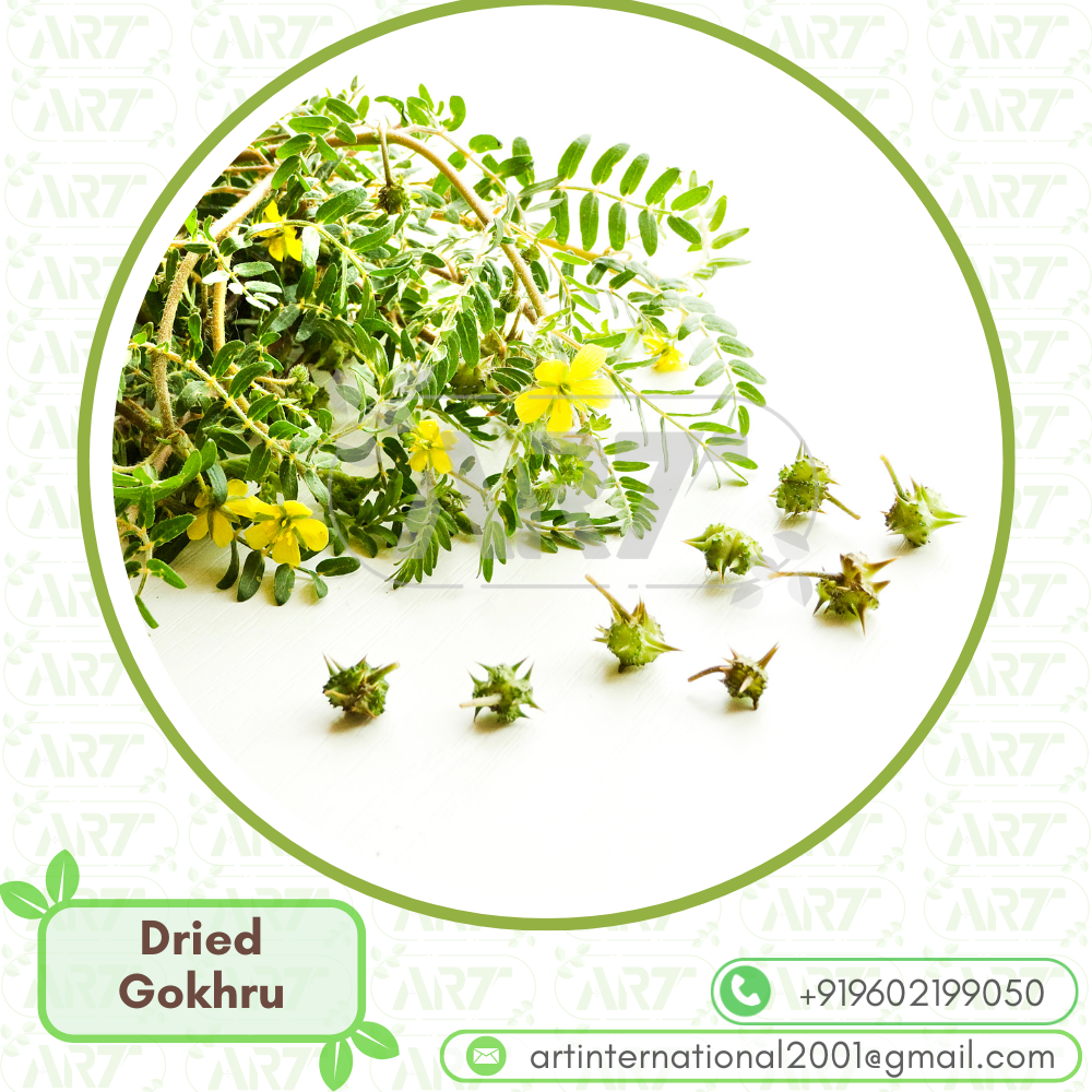 tribulus terrestris