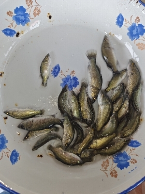 Vetki fish seed