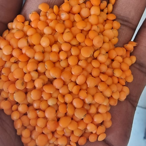 Red Lentil