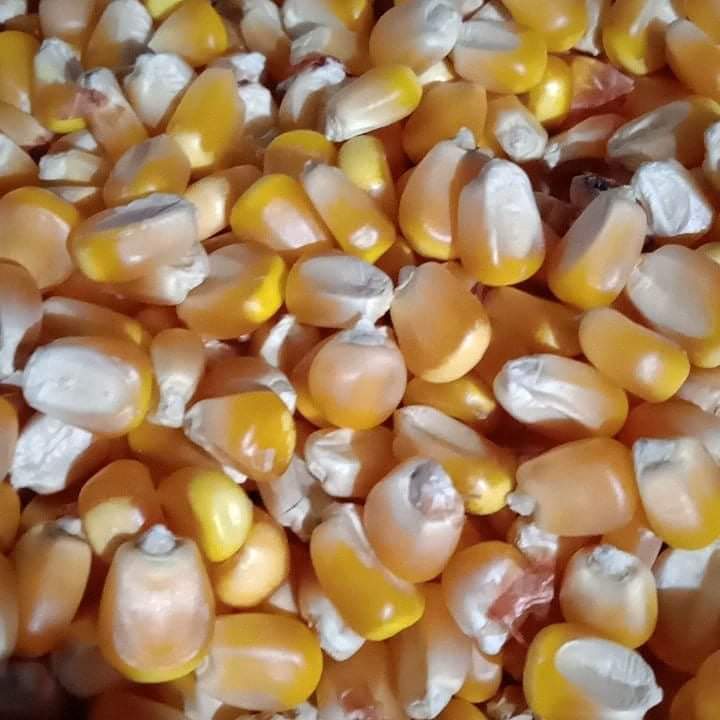 Yellow Maize