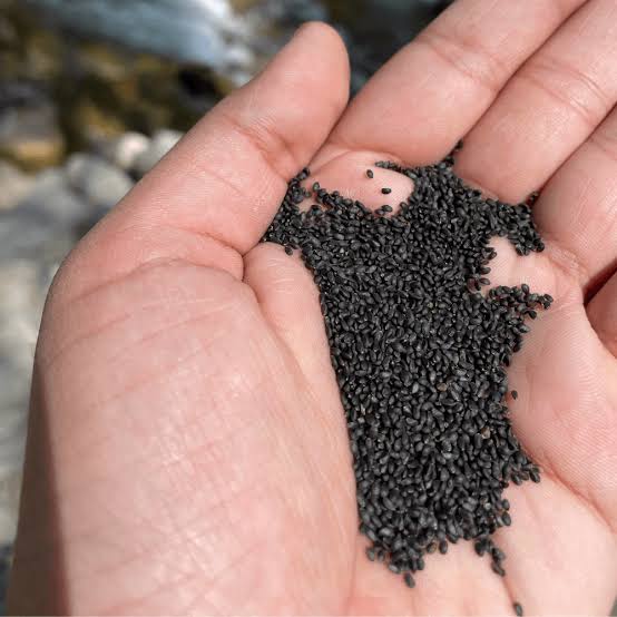 Tukmaria Sabja Seed