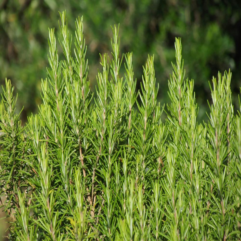 Rosemary Oil Spanish