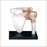 कंधे का जोड़ मॉडल