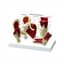 मिनी मसल जॉइंट मॉडल को हटाना आसान है