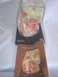 डीलक्स हिप जॉइंट मॉडल को हटाना आसान है