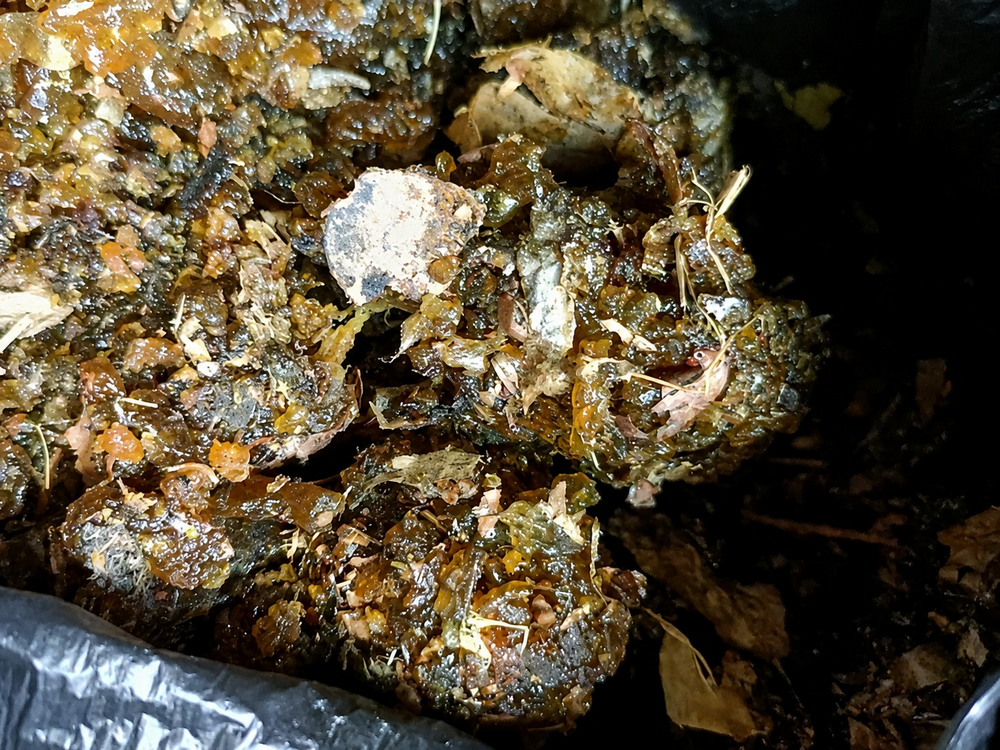 Rajasthani Guggul Gum