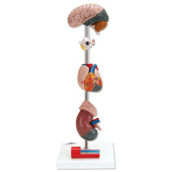 Plastic Vertical Hypertension Models